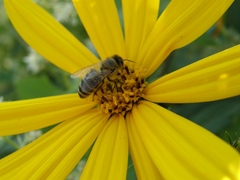Apis mellifera