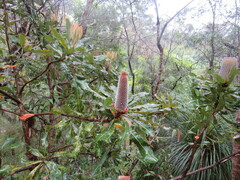 Banksia