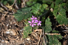 Erodium cicutarium