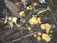 Marasmius rhyssophyllus