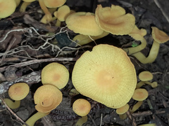 Marasmius rhyssophyllus