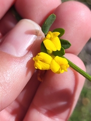 Acmispon watsonii