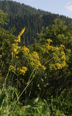 Ferula kelleri