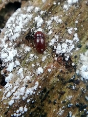 Mycetaea subterranea