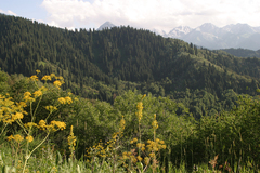 Ligularia heterophylla