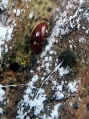 Mycetaea subterranea