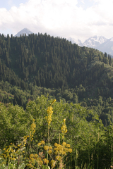 Ligularia heterophylla