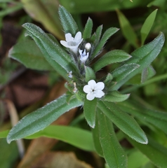 Buglossoides arvensis
