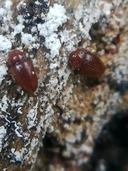 Mycetaea subterranea