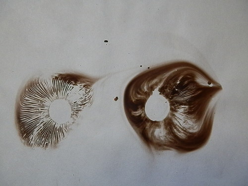 Pholiota gallica image