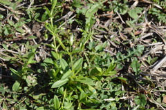 Cerastium brachypodum