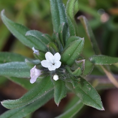 Buglossoides arvensis