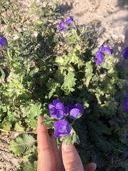 Phacelia patuliflora