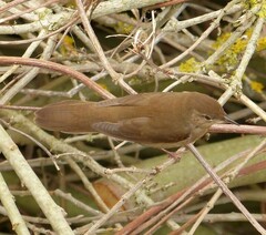 Locustella luscinioides