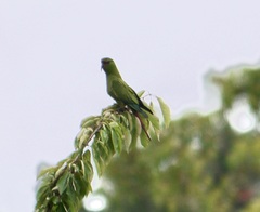Enicognathus leptorhynchus