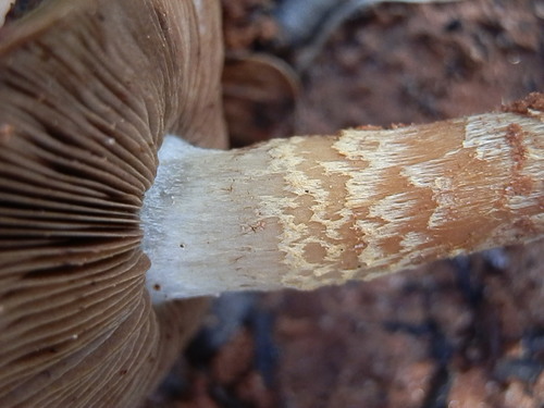 Pholiota gallica image