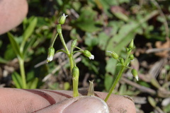 Cerastium brachypodum