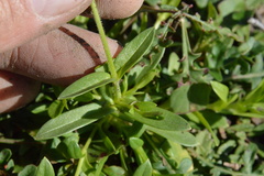 Cerastium brachypodum