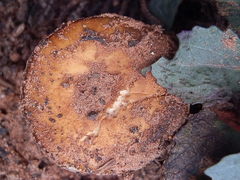 Pholiota gallica image