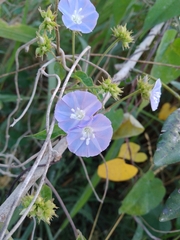 Jacquemontia pentanthos