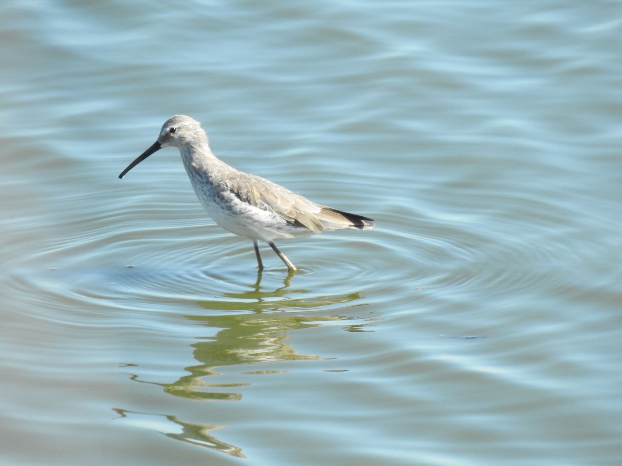 Stilt Sandpiper