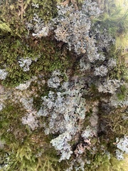 Sphaerophorus globosus