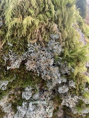 Sphaerophorus globosus