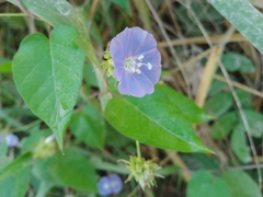 Jacquemontia pentanthos