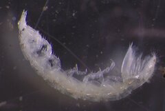 Cyathura