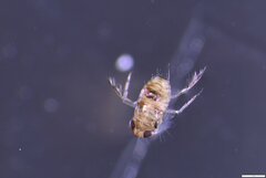 Corixidae
