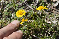 Helenium amarum