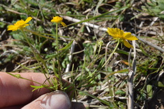 Helenium amarum
