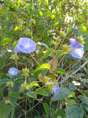 Jacquemontia pentanthos