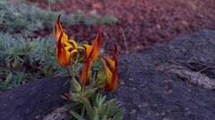 Lotus berthelotii