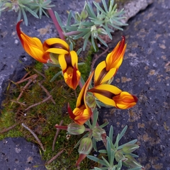 Lotus berthelotii