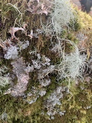 Sphaerophorus globosus