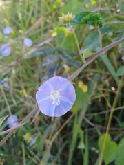 Jacquemontia pentanthos