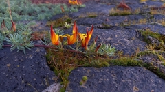 Lotus berthelotii