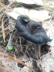 Craterellus