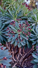 Euphorbia atropurpurea image