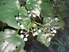 Begonia multinervia