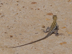 Ctenophorus maculatus