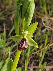 Ophrys umbilicata