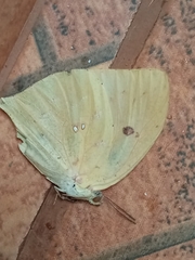 Phoebis neocypris