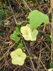 Camonea vitifolia