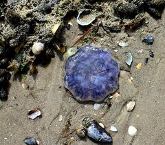 Cyanea lamarckii