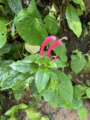 Centropogon cornutus