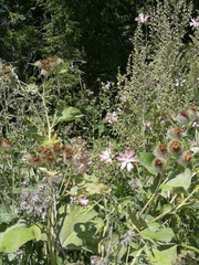 Malva thuringiaca