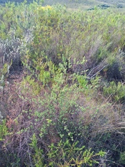 Asparagus rubicundus