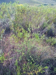 Asparagus rubicundus